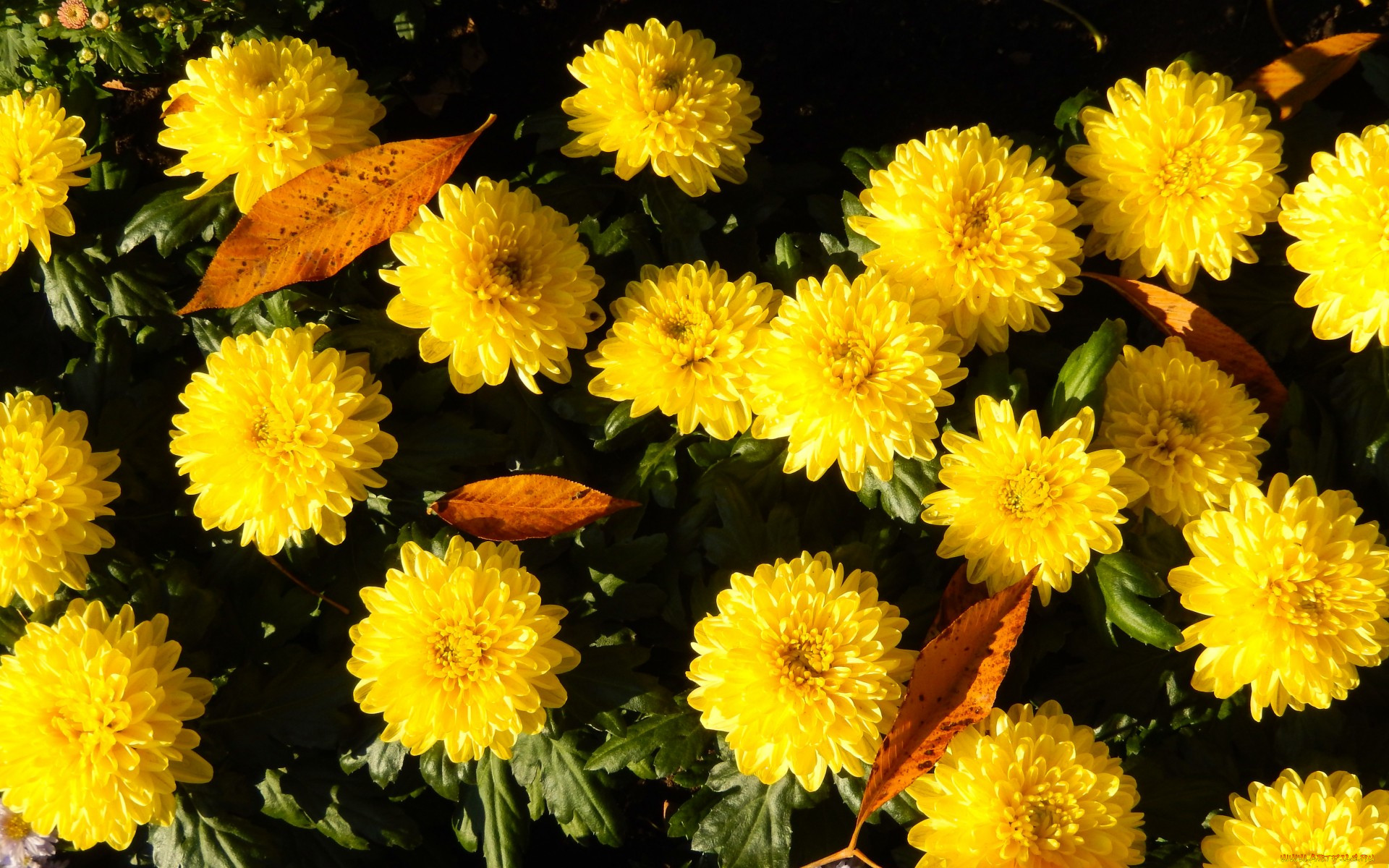 Цветы Осенние Желтые